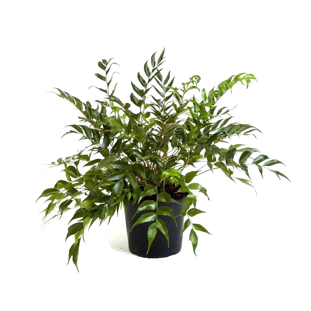 Нефролепис (папоротник) (лат. Nephrolepis)