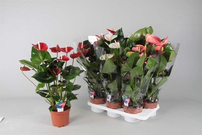 Антуриум (лат. Anthurium)