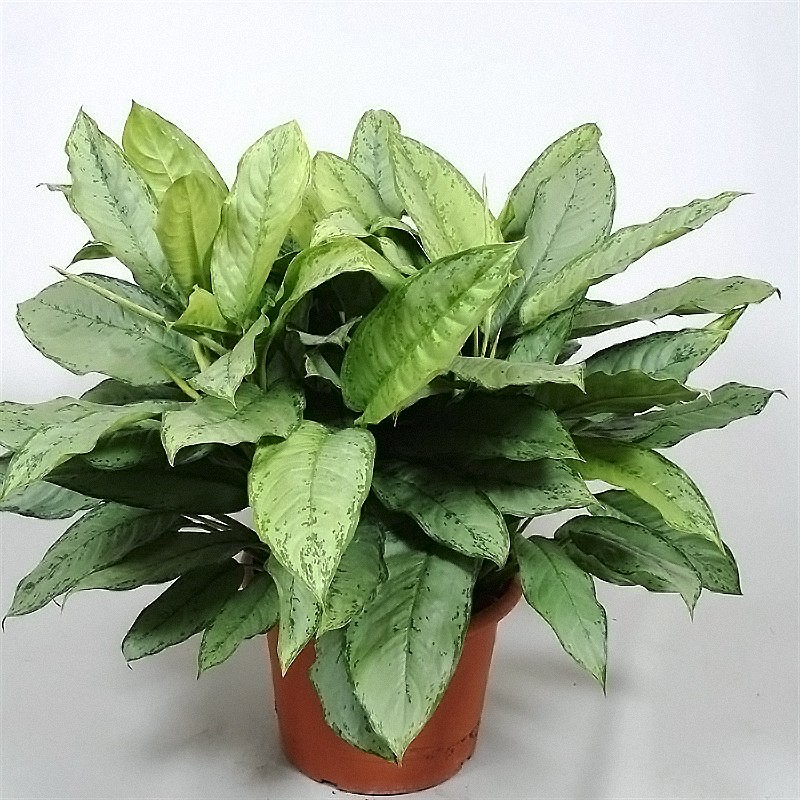 Аглаонема (лат. Aglaonema)