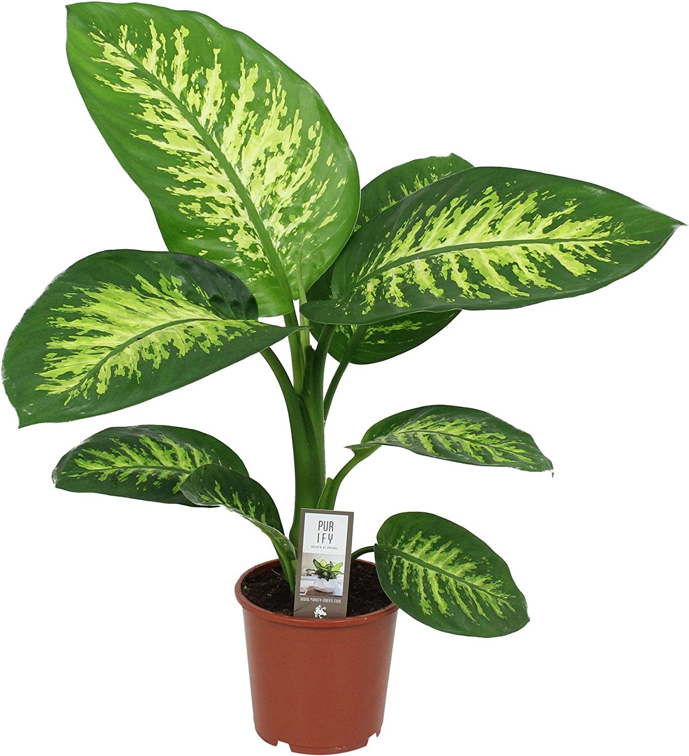 Диффенбахия (лат. Dieffenbachia)
