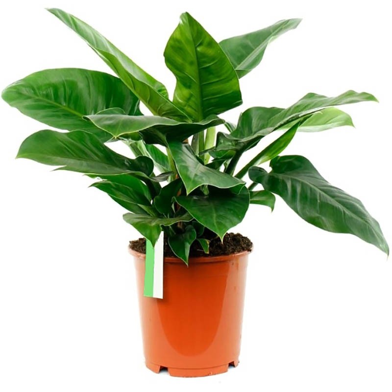 Филодендрон (лат. Philodendron)