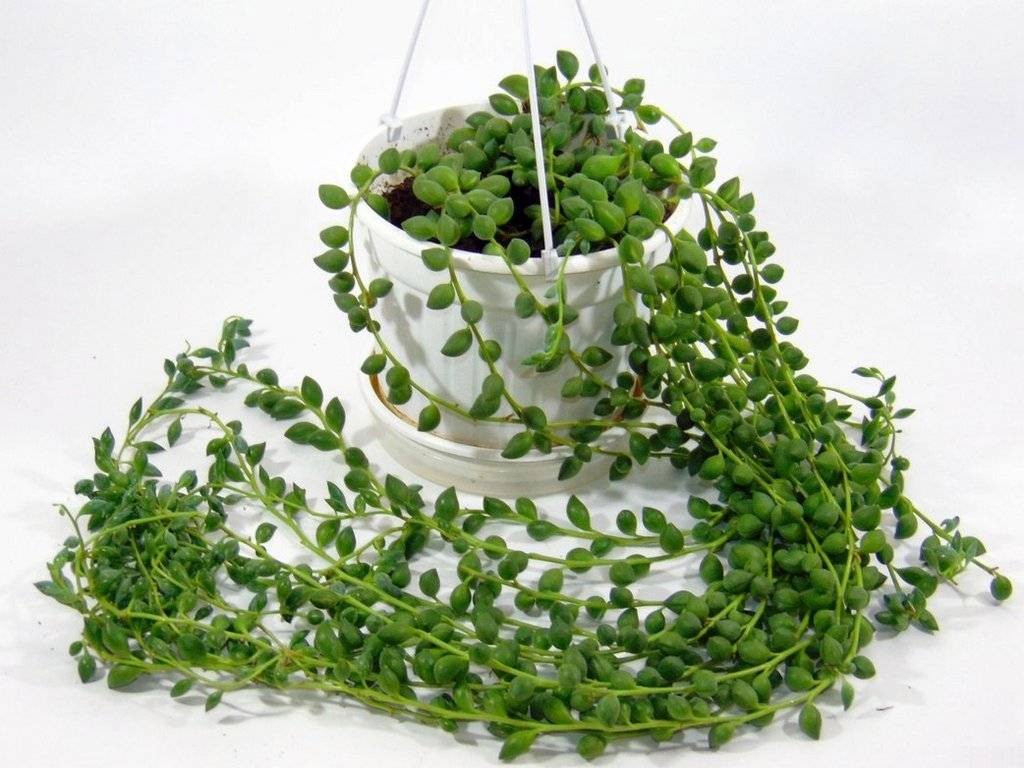 Крестовник